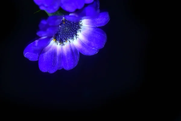 Schöne Blumen Auf Dunklem Hintergrund — Stockfoto