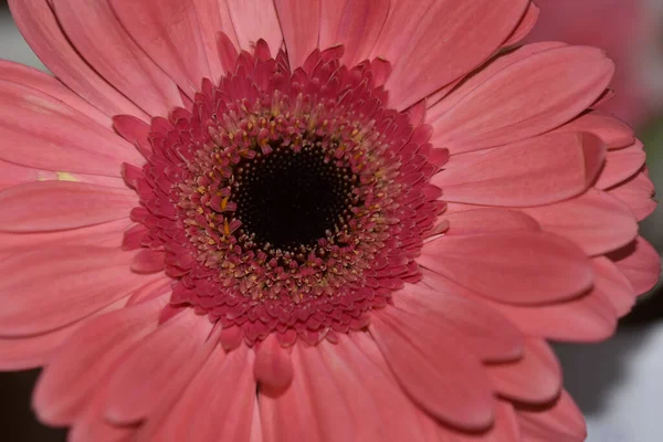 Piękny Gerbera Kwiat Ciemnym Tle Koncepcja Lato Widok Bliska — Zdjęcie stockowe