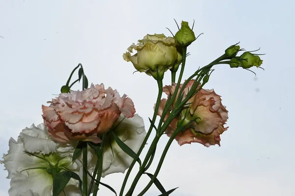 Belles Fleurs Eustomes Sur Fond Ciel Bleu — Photo