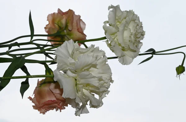 Vacker Eustoma Blommor Blå Himmel Bakgrund — Stockfoto