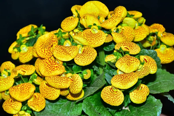 Blumenstrauß Auf Dunklem Hintergrund Sommerkonzept Nahsicht — Stockfoto