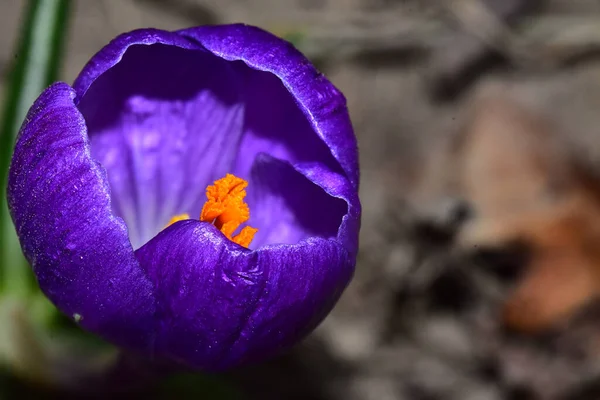 Hermosa Flor Cocodrilo Creciendo Jardín Verano Día Soleado — Foto de Stock