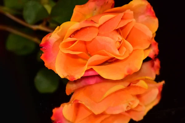 Vacker Ros Blomma Mörk Bakgrund Sommar Koncept Nära Utsikt — Stockfoto