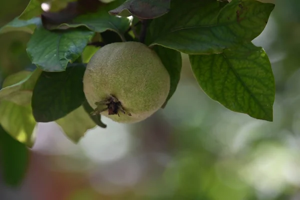 Drzewo Dojrzałym Jabłkiem Rosnące Zewnątrz Koncepcja Latem Widok Bliska — Zdjęcie stockowe