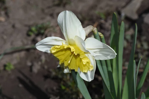 Bellissimi Fiori Che Crescono Giardino Estate Giornata Sole — Foto Stock