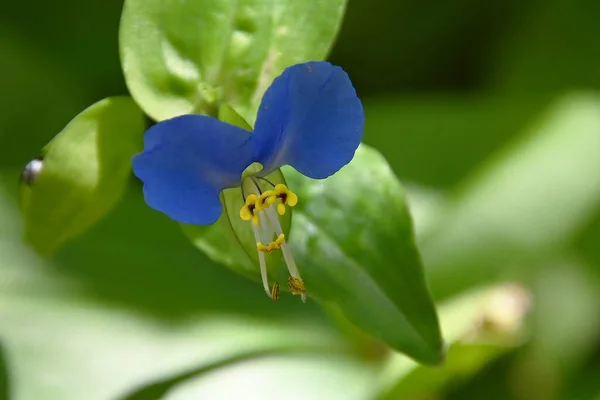 Bellissimo Fiore Che Cresce Giardino Estate Giornata Sole — Foto Stock