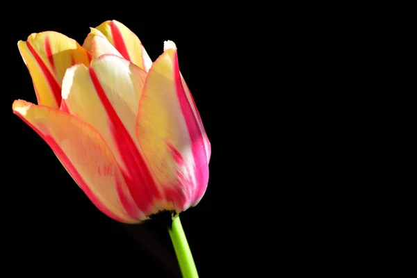 Красивые Цветы Темном Фоне — стоковое фото