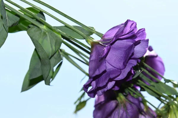Belas Flores Eustoma Fundo Céu Azul — Fotografia de Stock