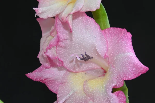 Mooie Gladiolen Donkere Achtergrond Zomerconcept Close View — Stockfoto