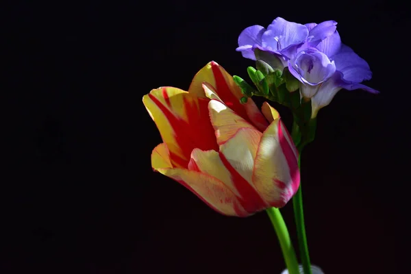 Beautiful Flowers Dark Background Summer Concept Close View — Stock Photo, Image