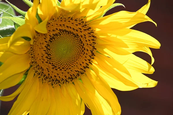 Beau Tournesol Poussant Dans Jardin Journée Ensoleillée Été — Photo