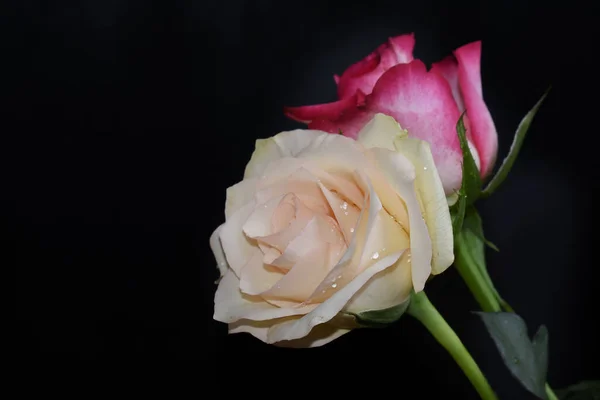 Belles Fleurs Roses Sur Fond Sombre Concept Été Vue Rapprochée — Photo