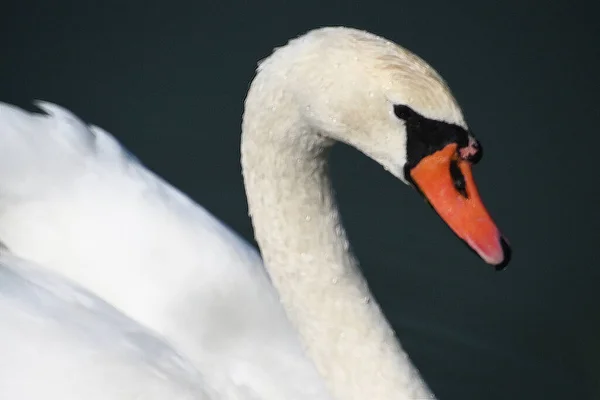 Bellissimo Cigno Bianco Che Nuota Sulla Superficie Dell Acqua Del — Foto Stock