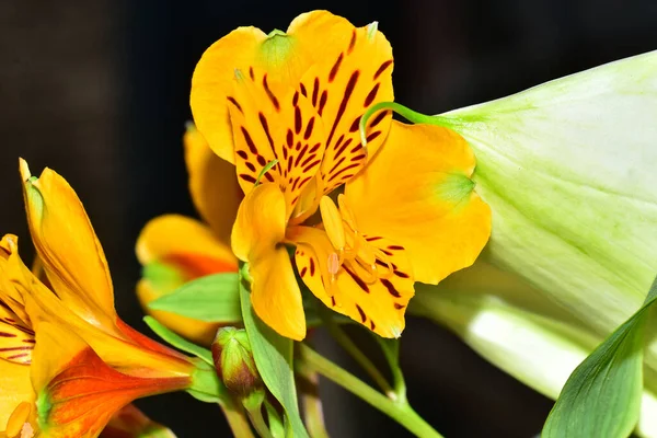 Buquê Flores Bonitas Fundo Escuro Conceito Verão Vista Próxima — Fotografia de Stock