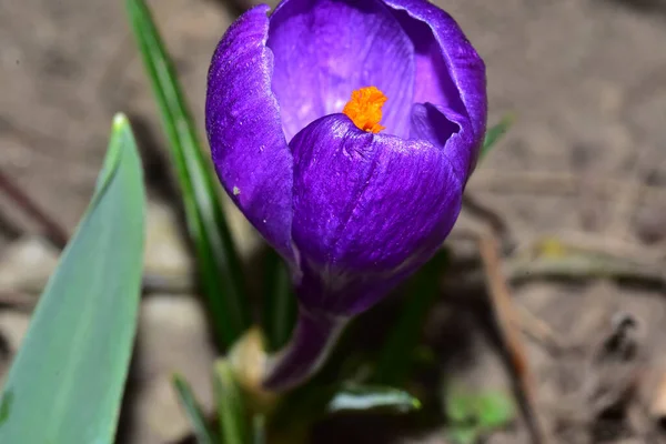 Belle Fleur Crocus Poussant Dans Jardin Journée Ensoleillée Été — Photo