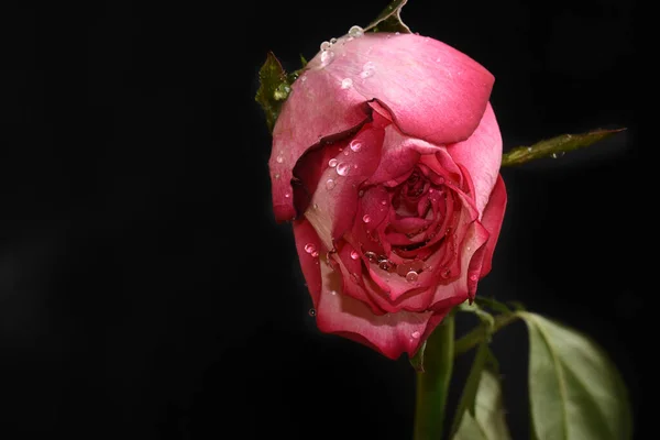 Schöne Rose Auf Dunklem Hintergrund Sommerkonzept Nahsicht — Stockfoto