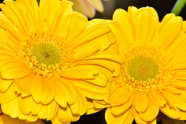 Gyönyörű Gerbera Virágok Sötét Háttér Nyári Koncepció Közelről — Stock Fotó