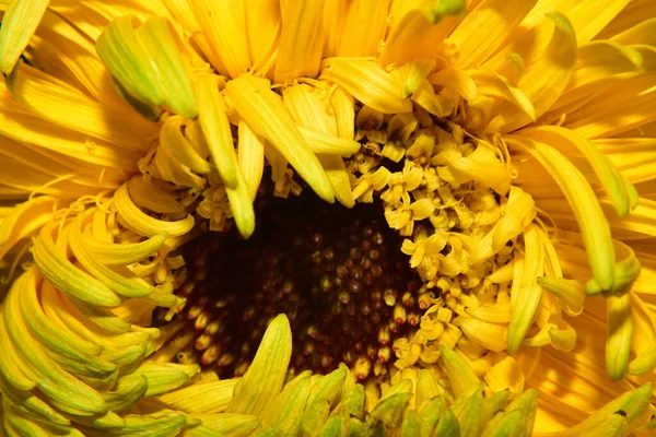Schöne Blume Wächst Garten Sonnigem Sommertag — Stockfoto