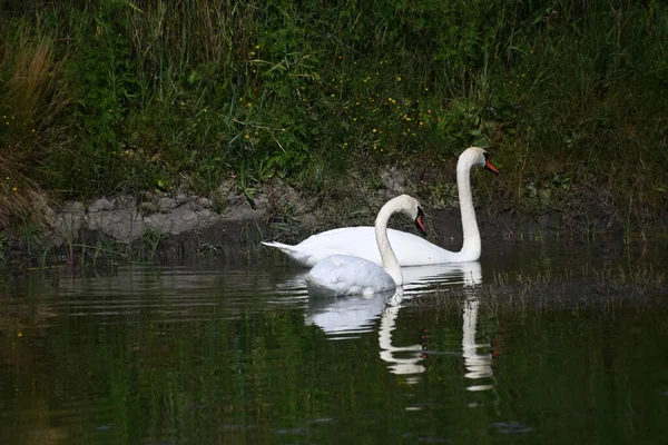 Beaux Cygnes Blancs Nageant Sur Surface Eau Lac Jour Été — Photo