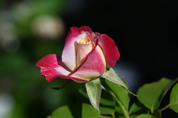 Piękny Kwiat Róży Rośnie Ogrodzie Letni Słoneczny Dzień — Zdjęcie stockowe
