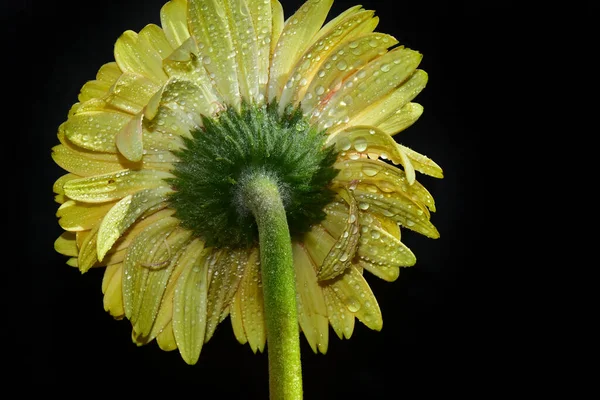 Belles Fleurs Sur Fond Sombre — Photo