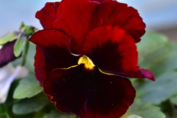 Belle Fleur Poussant Dans Jardin Journée Ensoleillée Été — Photo