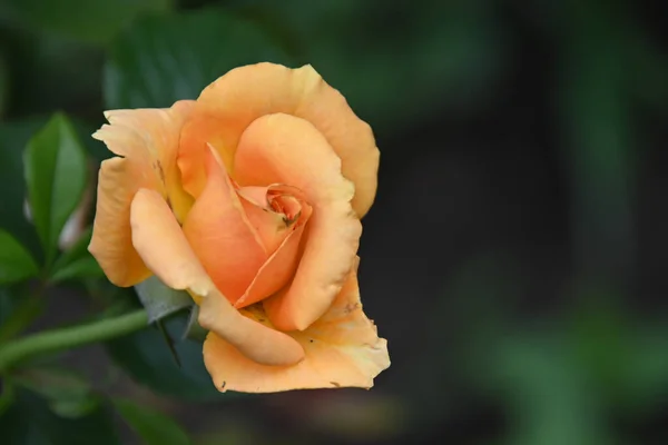 Schöne Rosenblüte Auf Dunklem Hintergrund Sommerkonzept Nahsicht — Stockfoto