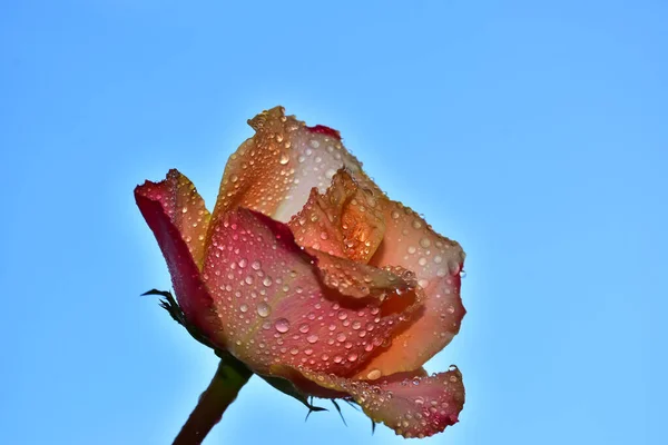 Vacker Ros Blomma Himlen Bakgrund Sommar Koncept Nära Utsikt — Stockfoto