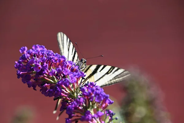 Bela Borboleta Polinizando Flores Crescendo Jardim Verão Dia Ensolarado — Fotografia de Stock