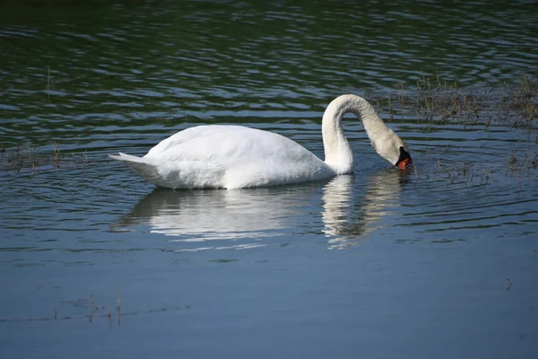 Schöner Weißer Schwan Schwimmt Sommertagen Auf Der Wasseroberfläche Des Sees — Stockfoto