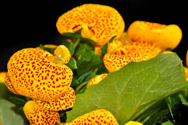 Schöne Blumen Auf Dunklem Hintergrund — Stockfoto