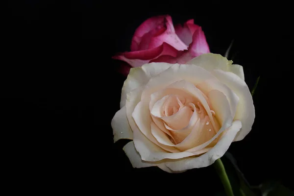 Krásné Růžové Květy Tmavém Pozadí Letní Koncept Zblízka — Stock fotografie