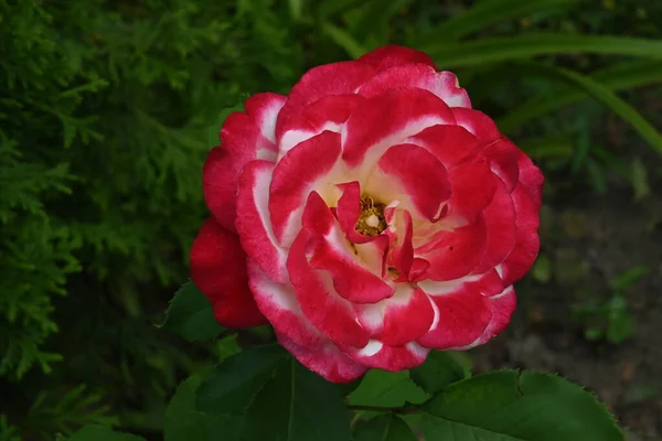 Bela Rosa Flor Crescendo Jardim Verão Dia Ensolarado — Fotografia de Stock