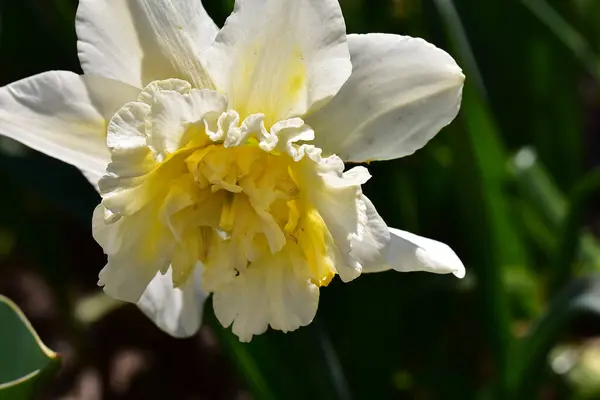Красивый Цветок Нарцисса Растет Саду Летний Солнечный День — стоковое фото