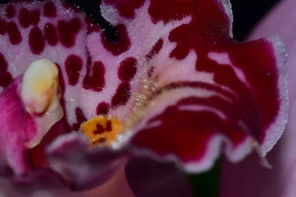 Bellissimo Fiore Orchidea Sfondo Scuro Concetto Estivo Vista Vicino — Foto Stock