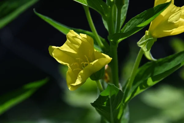 夏の晴れた日に庭で育つ美しい花 — ストック写真