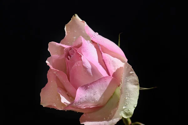 Όμορφο Τριαντάφυλλο Σκούρο Φόντο Έννοια Του Καλοκαιριού Κοντινή Θέα — Φωτογραφία Αρχείου