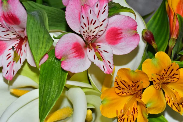 Kimppu Kauniita Kukkia Tummalla Taustalla Kesän Konsepti Lähikuva — kuvapankkivalokuva