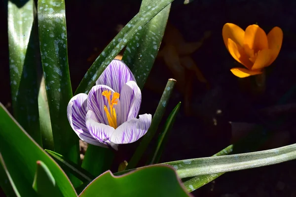 Hermosas Flores Que Crecen Jardín Verano Día Soleado — Foto de Stock