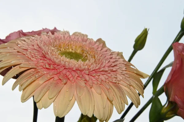 Gros Plan Belles Fleurs Sur Fond Ciel — Photo