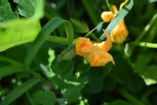 夏の晴れた日に庭で育つ美しい花 — ストック写真