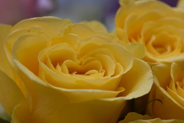 Bouquet Belle Rose Sfondo Scuro Concetto Estivo Vista Vicino — Foto Stock