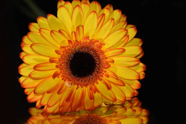 Όμορφη Ζέρμπερα Λουλούδι Σκούρο Φόντο Έννοια Του Καλοκαιριού Κοντινή Θέα — Φωτογραφία Αρχείου