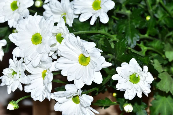 Ramo Hermosas Flores Sobre Fondo Oscuro Concepto Verano Vista Cercana —  Fotos de Stock