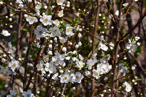 Blommande Körsbärsträd Grenar Med Blommande Vackra Blommor Närbild Vår Koncept — Stockfoto