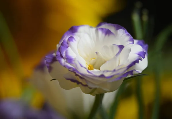 Красива Квітка Еустоми Росте Саду Літній Сонячний День — стокове фото