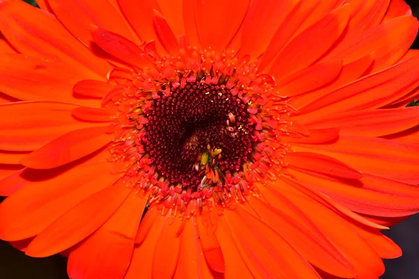 Güzel Gerbera Koyu Arkaplan Yaz Konsepti Yakın Görüş — Stok fotoğraf