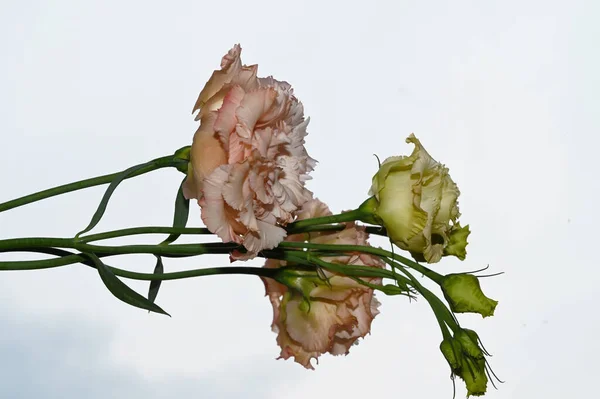 Belles Fleurs Eustomes Sur Fond Ciel Bleu — Photo