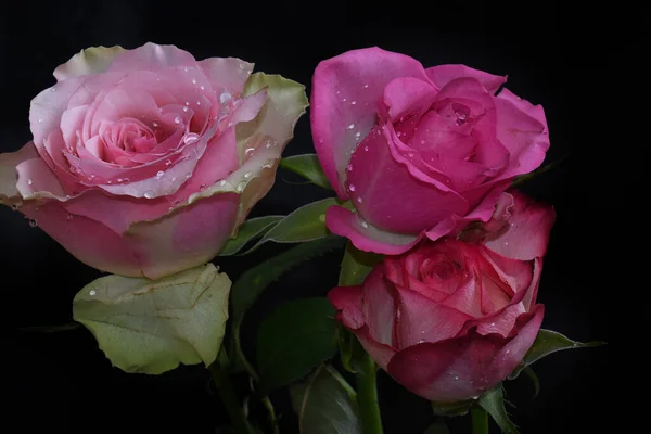 Belas Flores Rosa Fundo Escuro Conceito Verão Vista Próxima — Fotografia de Stock