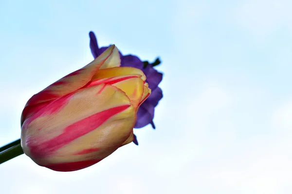 Красивые Цветы Голубом Фоне Неба — стоковое фото